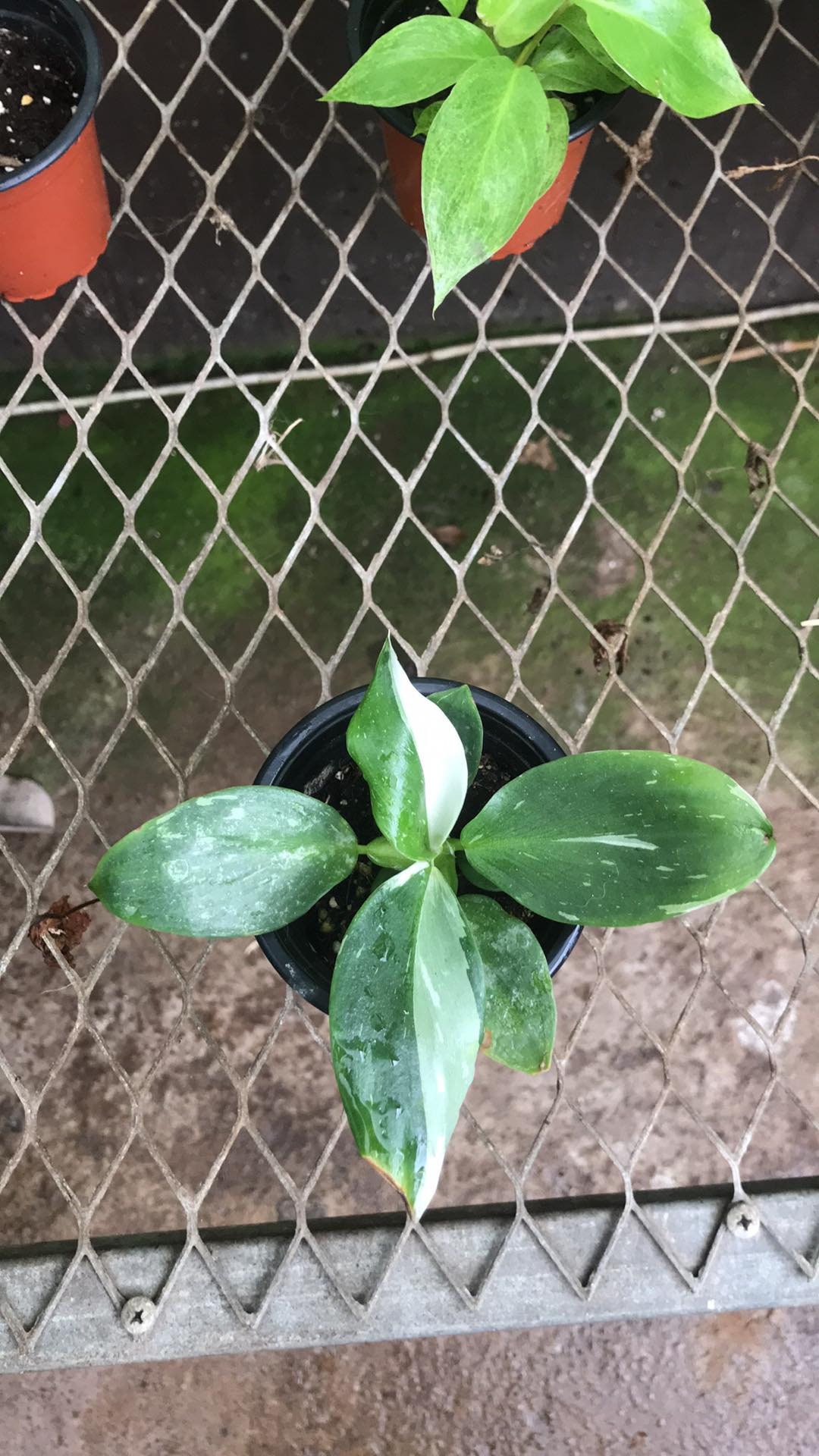 Philodendron White Wizzard | Plants Issue de Culture Vitro