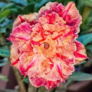 Può includere: Primo piano di un fiore vibrante a più strati con una miscela di tonalità rosse, rosa e gialle. I petali mostrano un sorprendente motivo a strisce. Il testo "EK8654" è visibile. Il fiore è in piena fioritura, mostrando i suoi intricati dettagli.