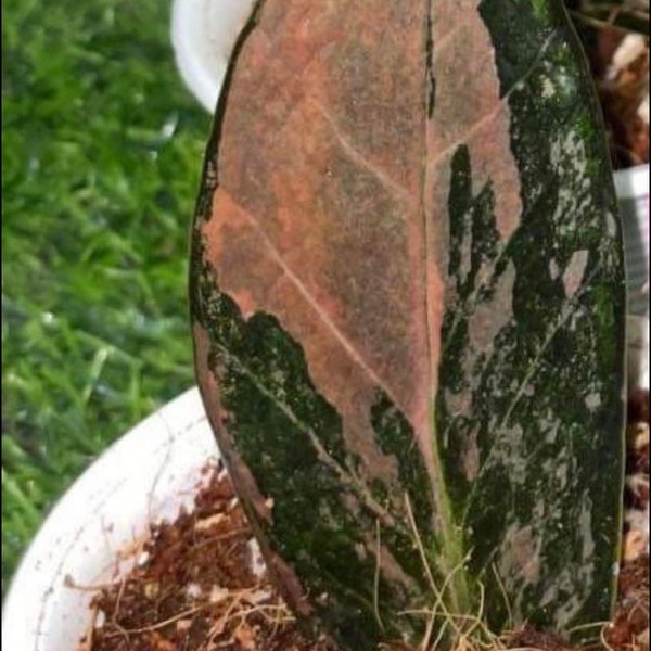 zamioculcas zamiifolia black variegata rares plants