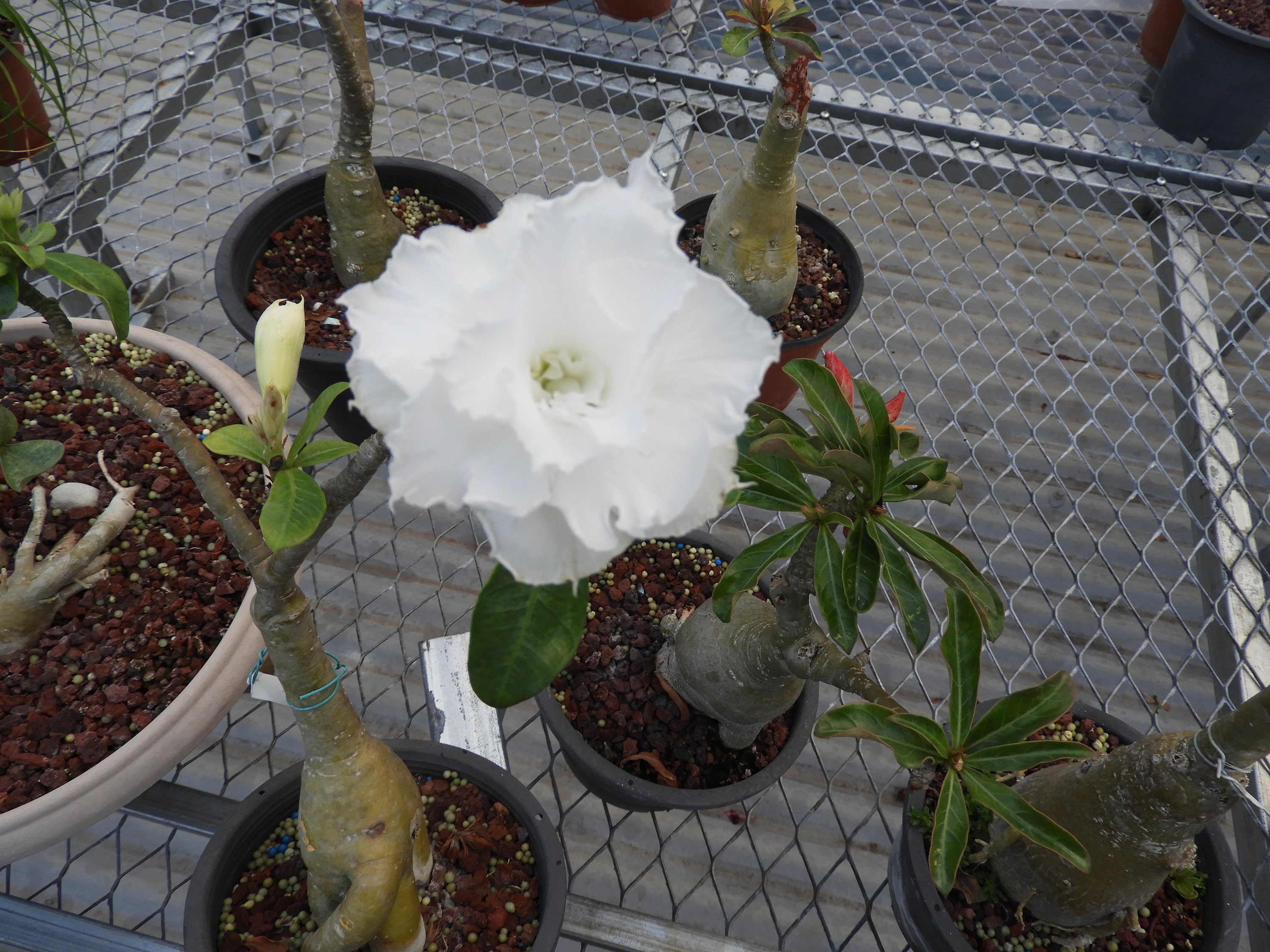 5 Graines | Adenium Obesum Rose Du Désert Kawhema