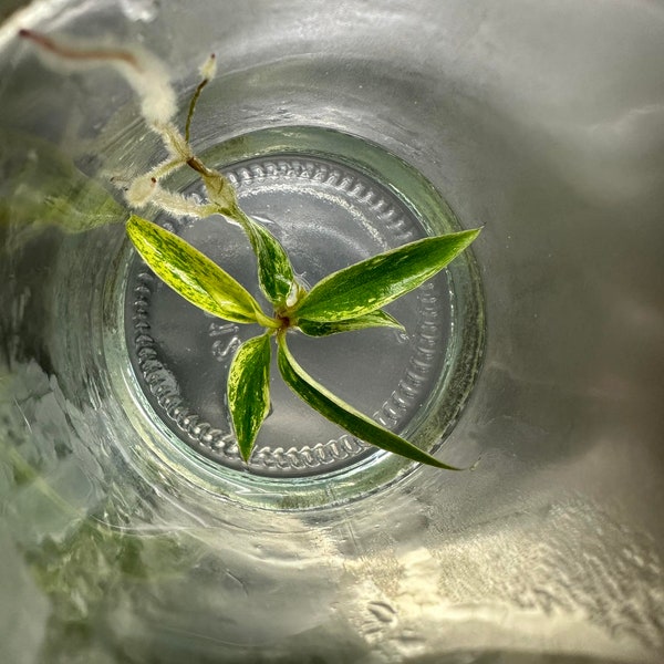 Philodendron-Karamell-Marmorkultur in vitro