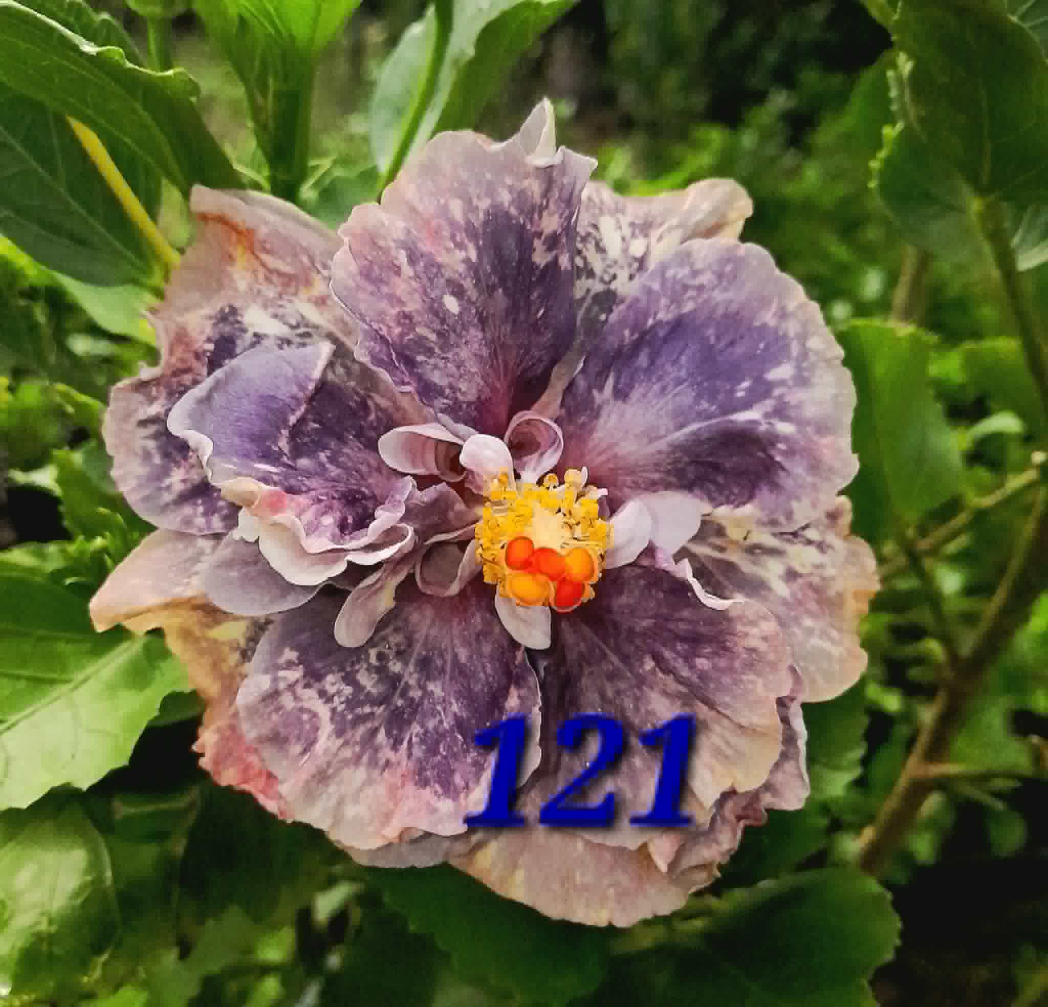 Hibiscus seeds for planting - Etsy 日本