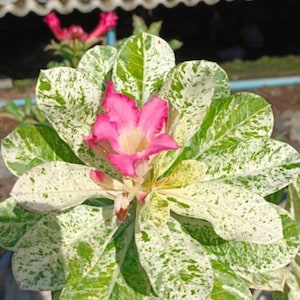 May include: A close-up of a flowering plant with a bright pink flower. The leaves are a mix of green and white, creating a speckled pattern. The image also shows the text "EK8613" in the top right corner.