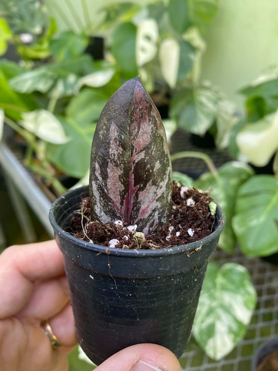 Zamioculcas Zamiifolia Black Variegata Rare Plants - Etsy Denmark
