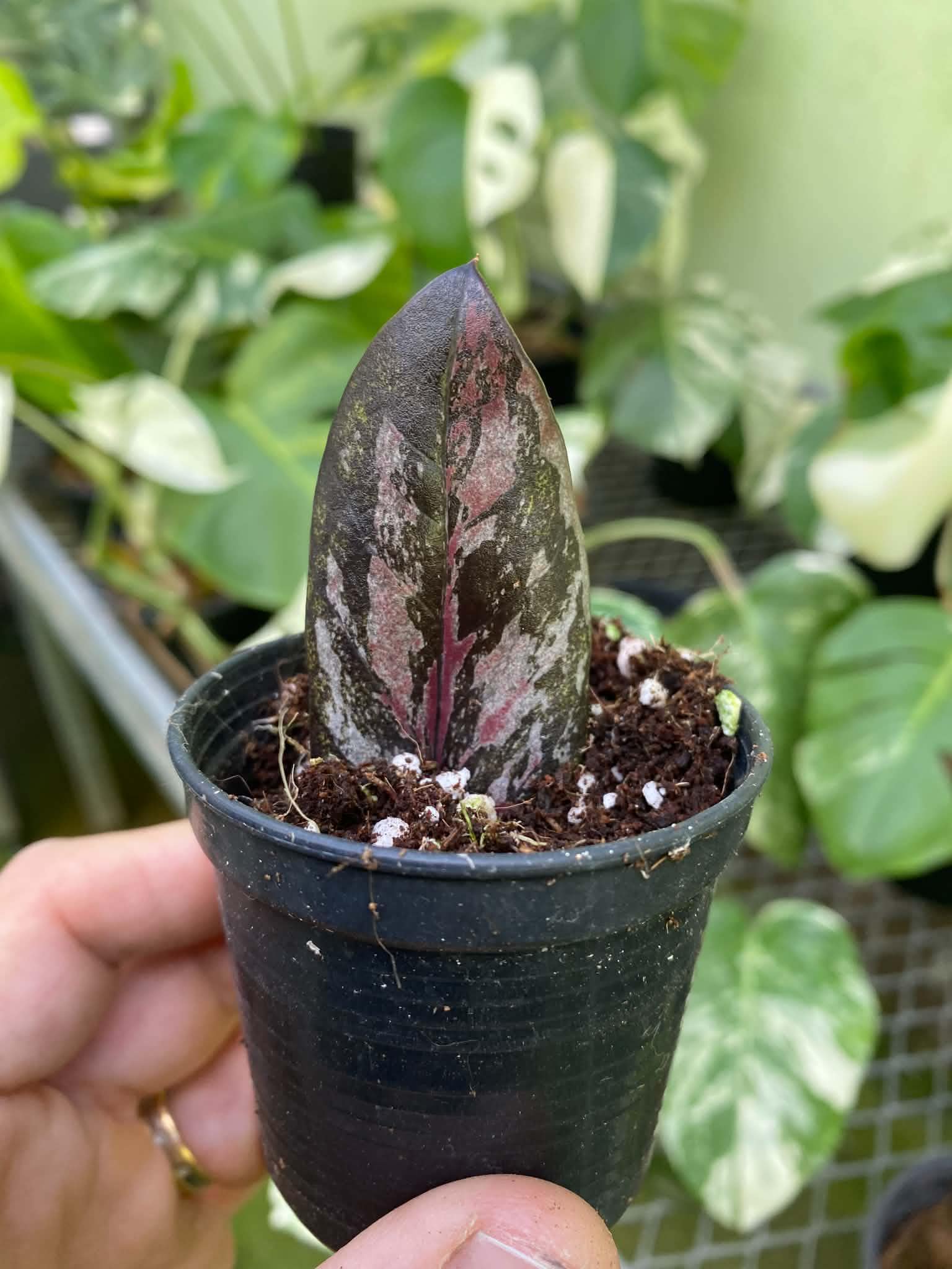 Zamioculcas Zamiifolia Black Variegata Rares Plants - Etsy Canada