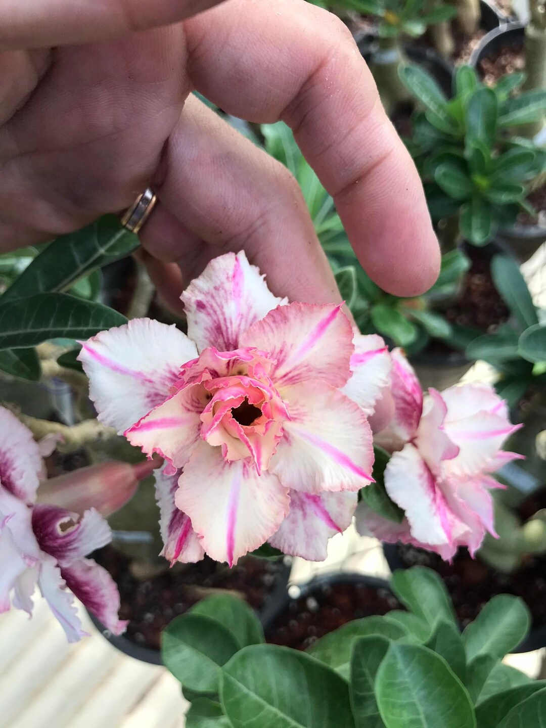 Adenium Obesum Red Moonlight-Rose Du Désert-Faux Baobab-3 Graines[x4585