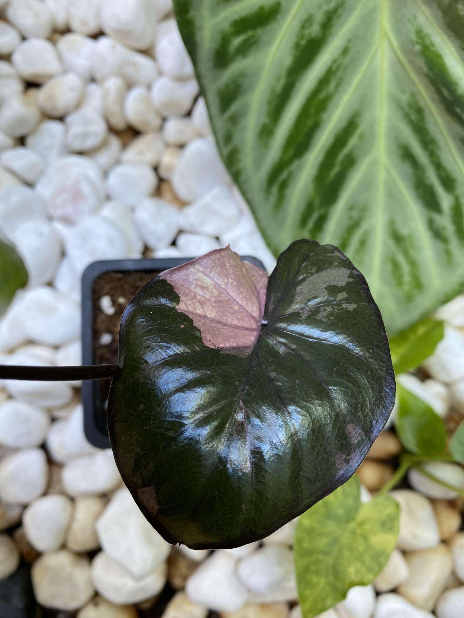 Alocasia cuprea pink - Etsy 日本 Alocasia cuprea pink - Etsy 日本