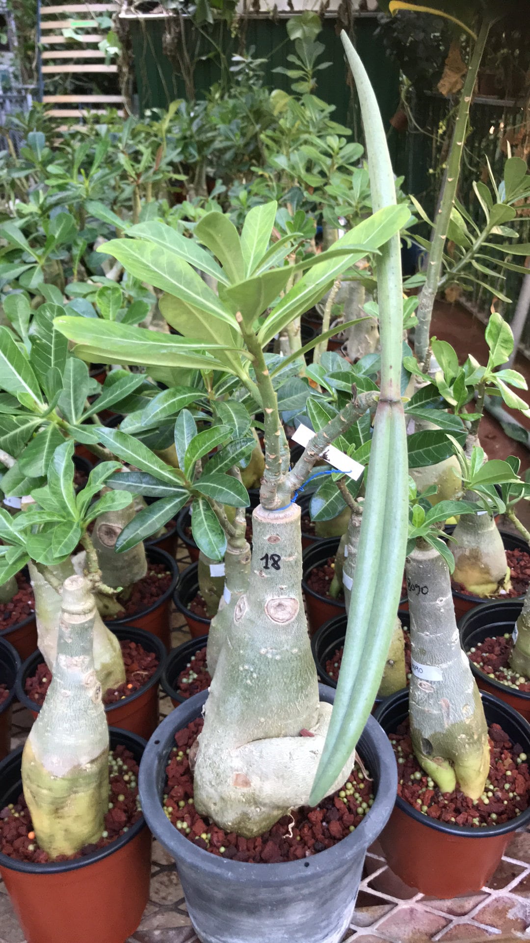 アデニウム・オベスム（Adenium Obesum）デザートローズ ブラック
