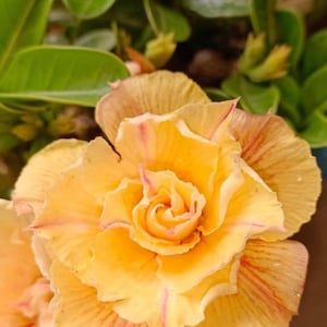 May include: A close-up shot of a yellow flower with multiple layers of petals. The petals have subtle pink and red veining, and the flower is surrounded by green foliage. The text "EK8243" is in the upper right corner.