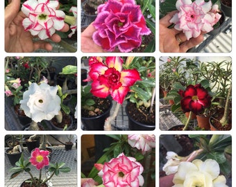 50 Seeds (Adenium Obesum) Desert Rose Mix