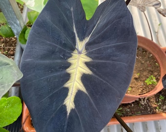 Colocasia Yellow Futur (1 plants) New