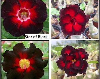 10 semi (Adenium Obesum) Desert Rose Mix Nero 3