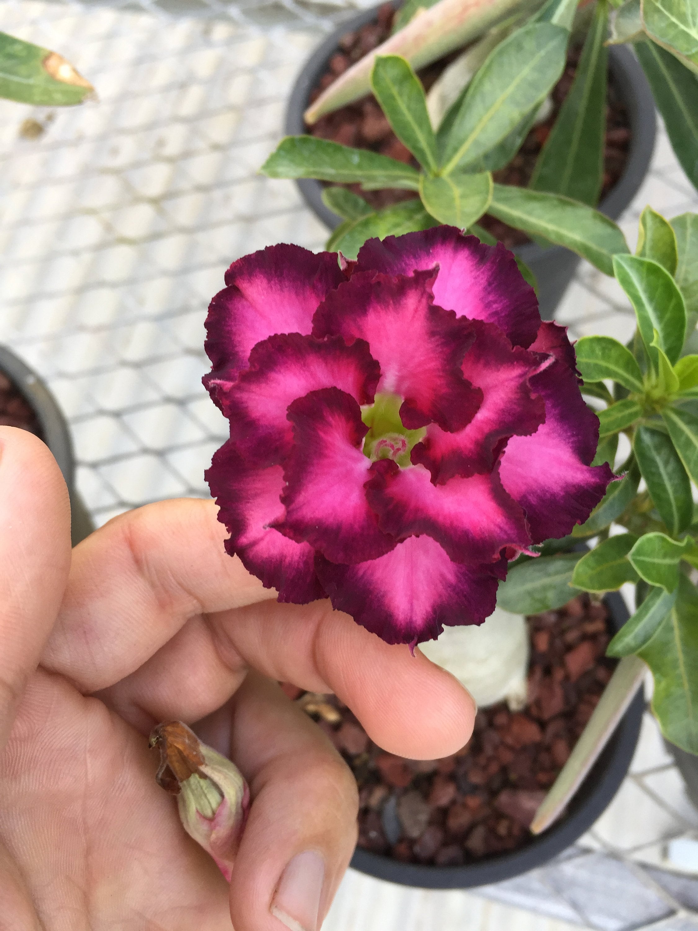 2x Adenium Obesum Violetcity Wüstenrose - Exotische Gartenpflanzen Samen