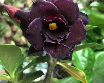 5 Samen (Adenium Obesum) Desert Rose Black Coffee neue Samen