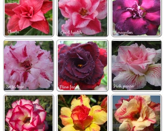 10 Graines (Adenium Obesum) Rose du désert Mix 12