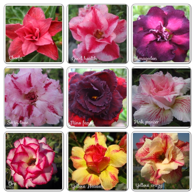 Perennial Adenium Obesum Seeds 100 Desert Rose MIXED Perennial Adenium Obesum Seeds 100 Desert Rose MIXED