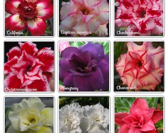 50 semillas (Adenium Obesum) Mezcla de rosas del desierto 23