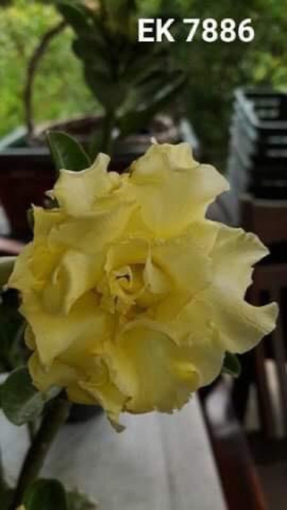 Adenium Greffer Butterfly 7886