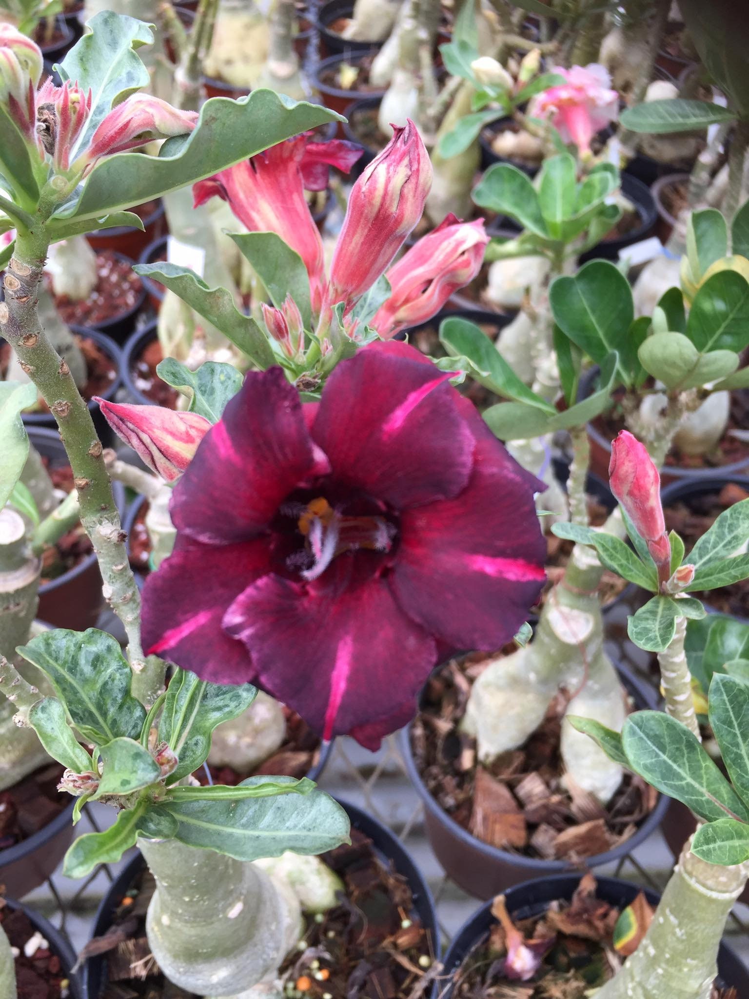 5 Graines | Adenium Obesum Rose Du Désert Gueretee