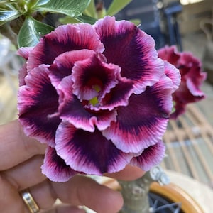 May include: Close-up of a vibrant, multi-layered flower with a deep burgundy center, transitioning to shades of pink and white at the edges. The petals have a ruffled texture. The flower is in a small pot with green leaves.
