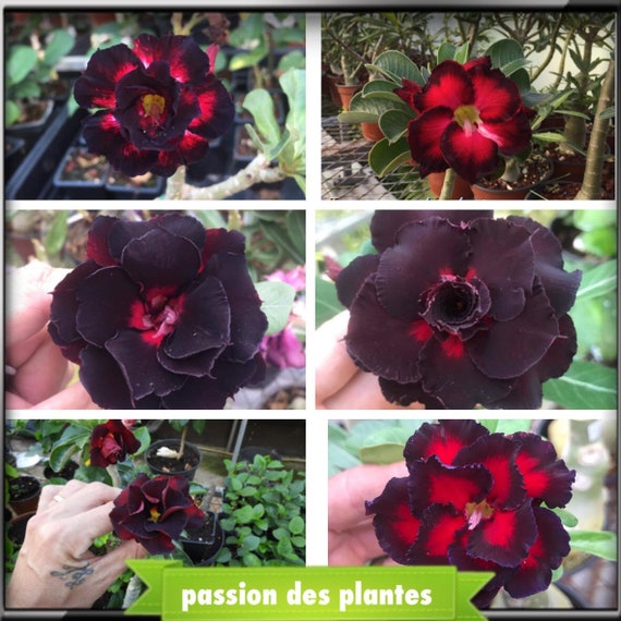 Perennial Adenium Obesum Seeds 100 Desert Rose MIXED Perennial Adenium Obesum Seeds 100 Desert Rose MIXED