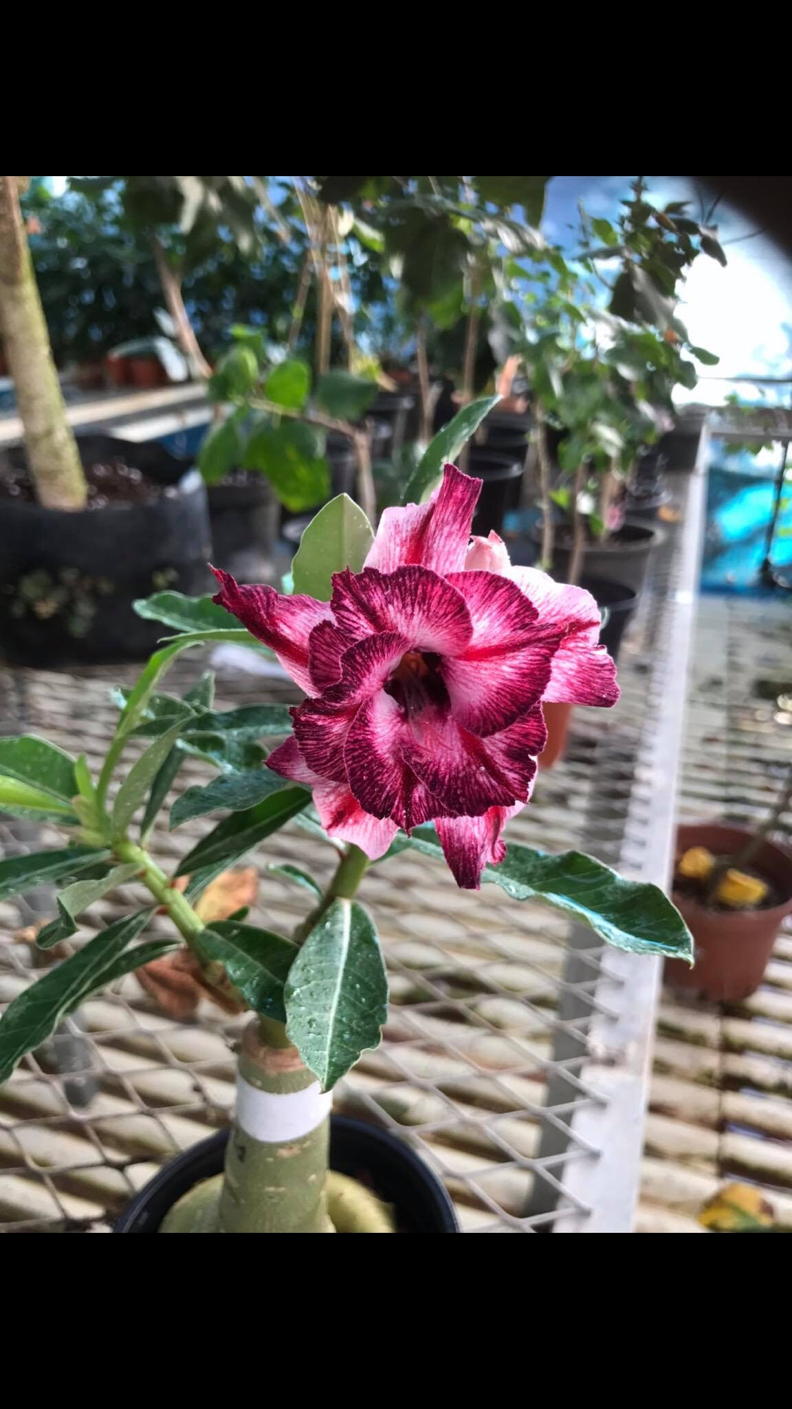 5 Graines | Adenium Obesum Rose Du Désert Rc32