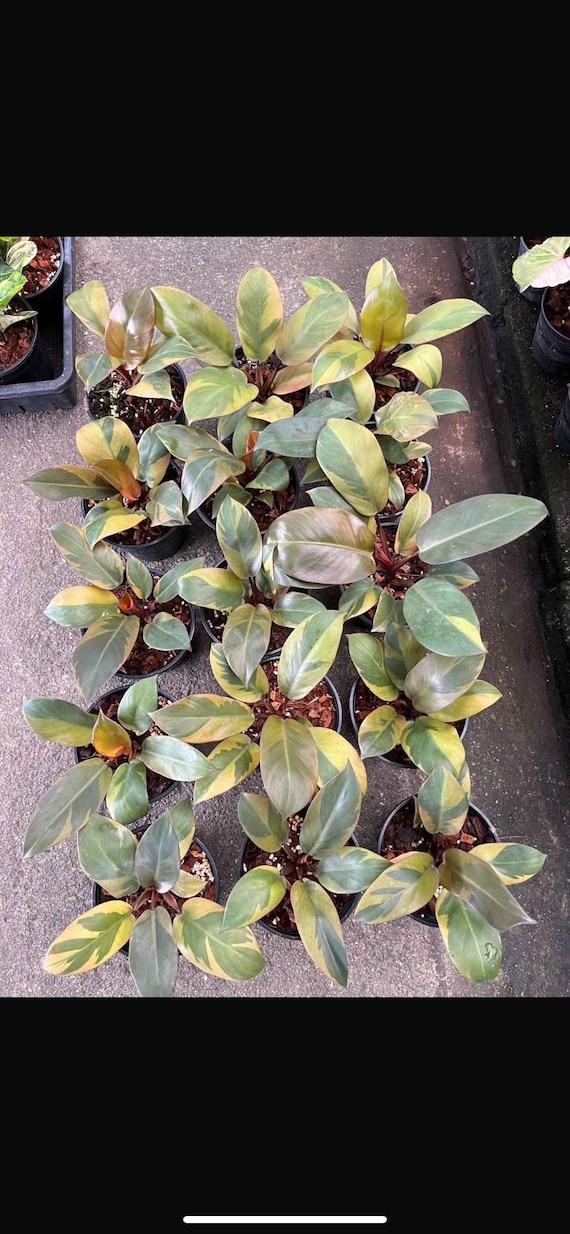 cebu blue philodendron Cebu Blue Pothos  Lichtenfelt's