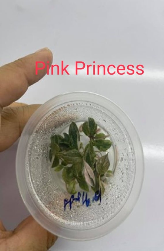 5 Plants Pink Princesse Culture in Vitro