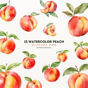 Watercolor Peach Clipart: 15 PNG Files, Commercial Use (Digital Download)