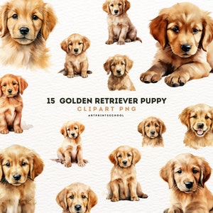 Clipart de filhote de cachorro Golden Retriever - 15 PNG de alta qualidade - aquarela, arte para impressão, confecção de cartões, arte de parede, uso comercial - download digital