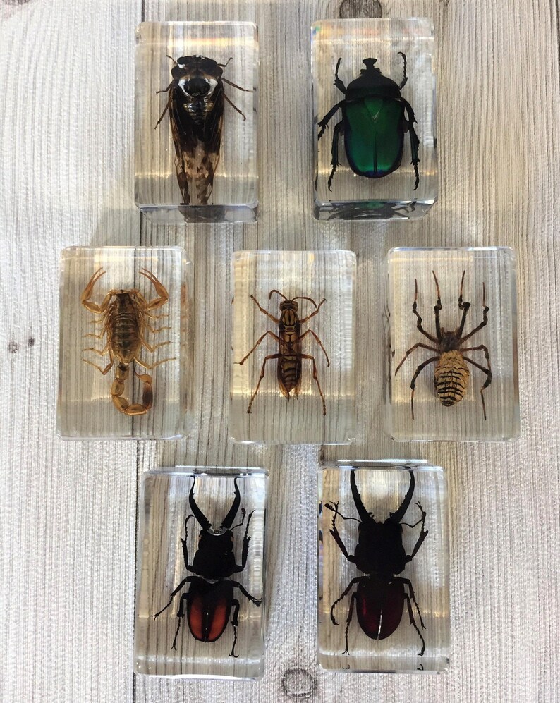 Small Real Bugs / Insects in Clear Acrylic Block Resin - Etsy UK