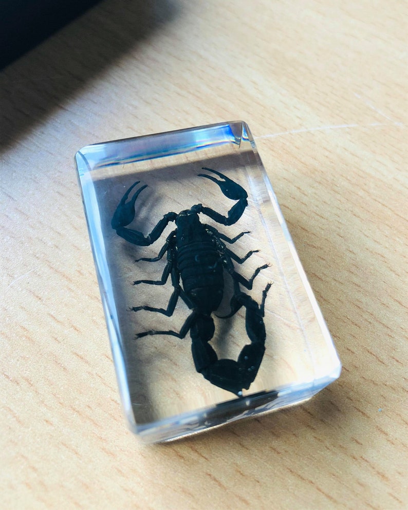Small Real Bugs / Insects in Clear Acrylic Block Resin - Etsy