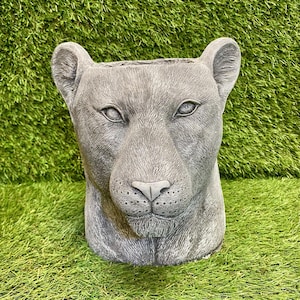 May include: A grey lioness head planter. The sculpture has detailed facial features, including eyes, nose, and ears. The planter is made of a stone-like material. Suitable for indoor or outdoor use. The planter is a decorative item.
