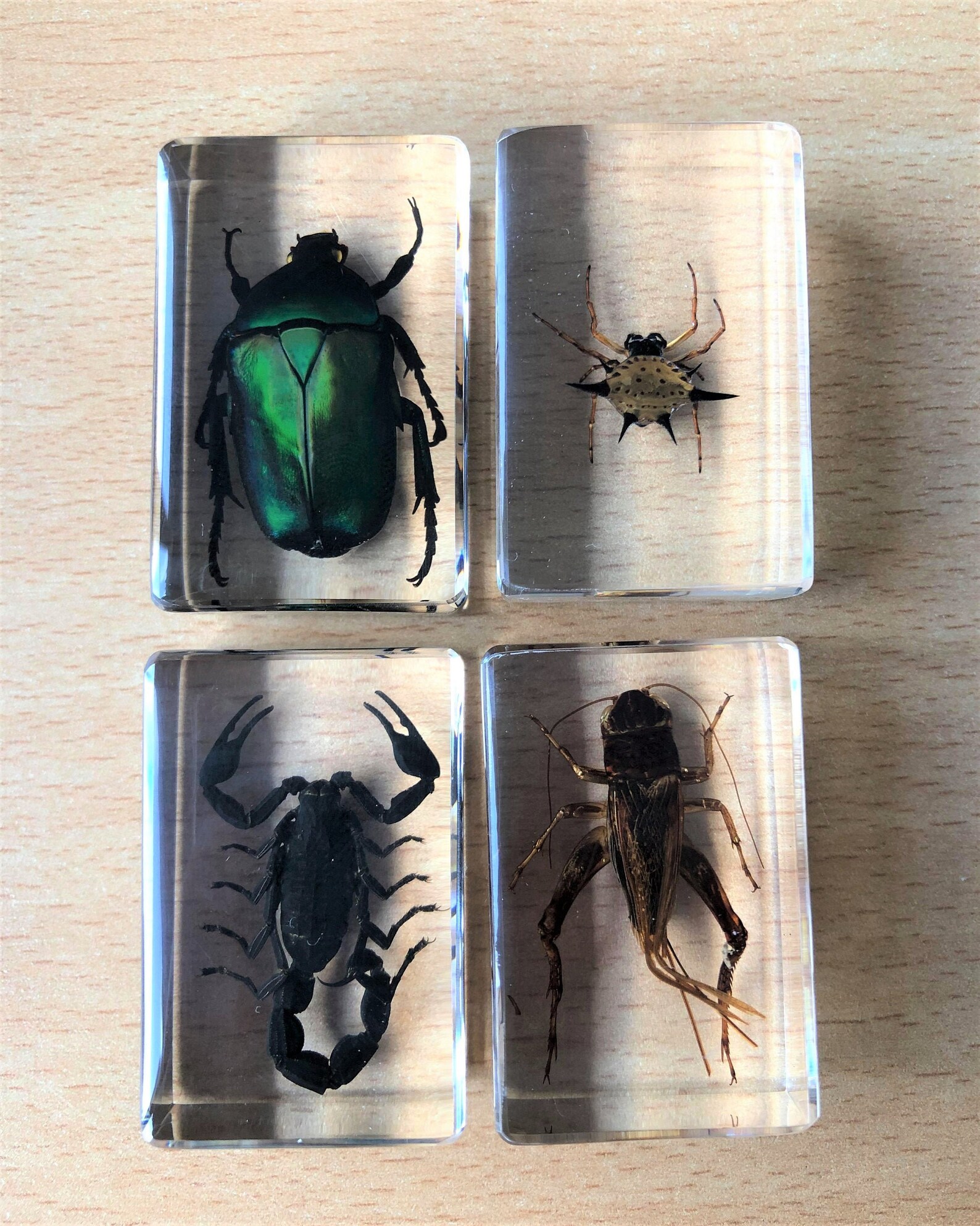 Small Real Bugs / Insects in Clear Acrylic Block Resin Etsy Australia