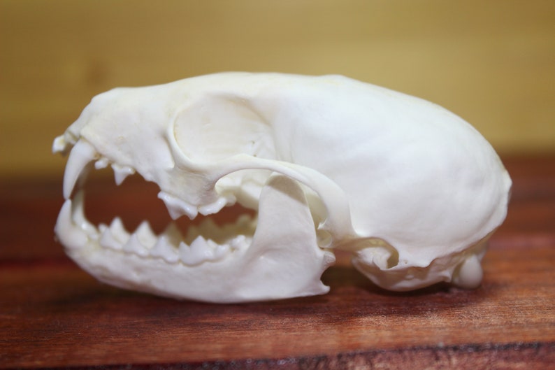 Real pine marten skull taxidermy skull Martes martes | Etsy