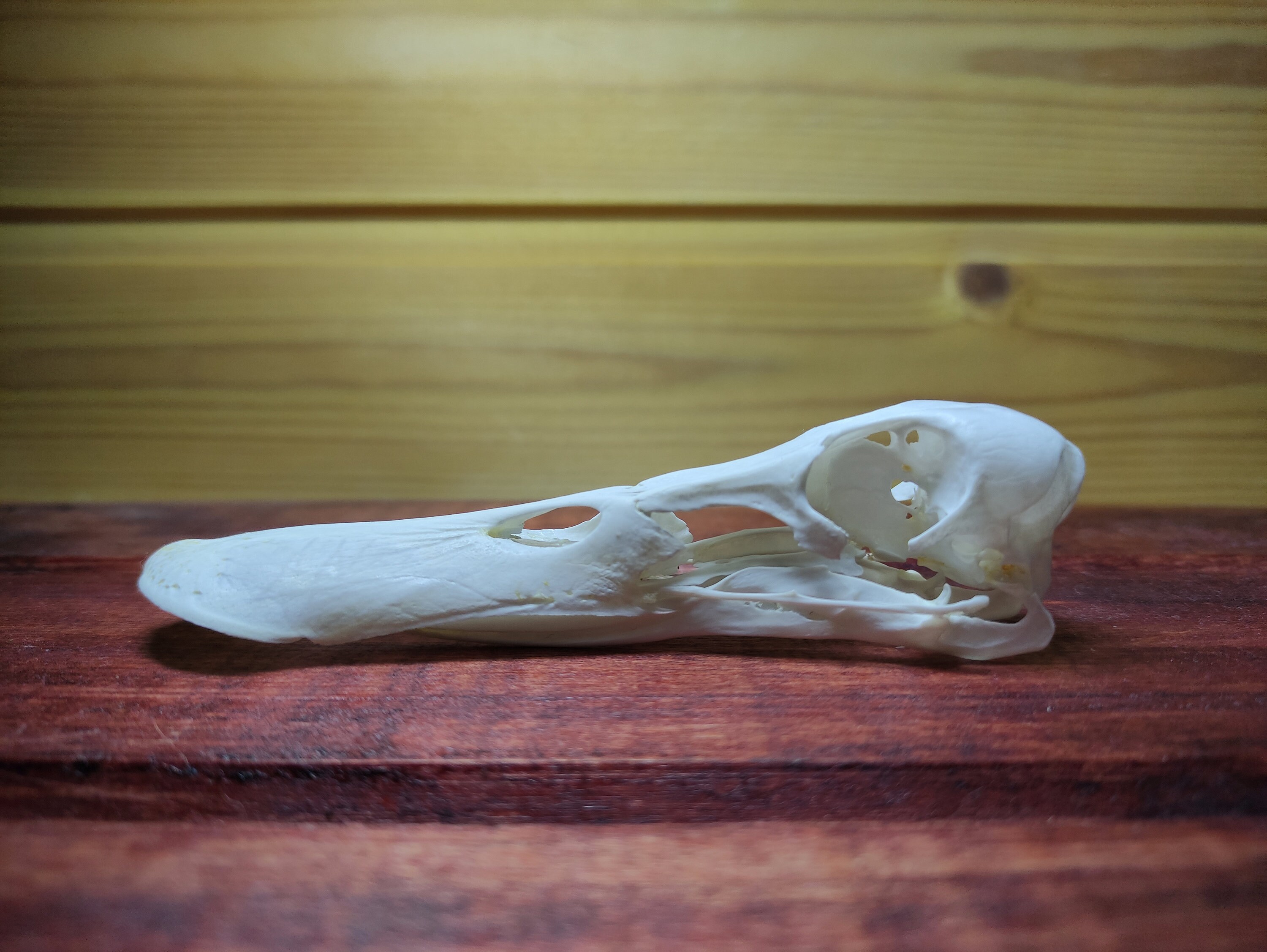Real Wild Duck Skull Spatula clypeata Etsy