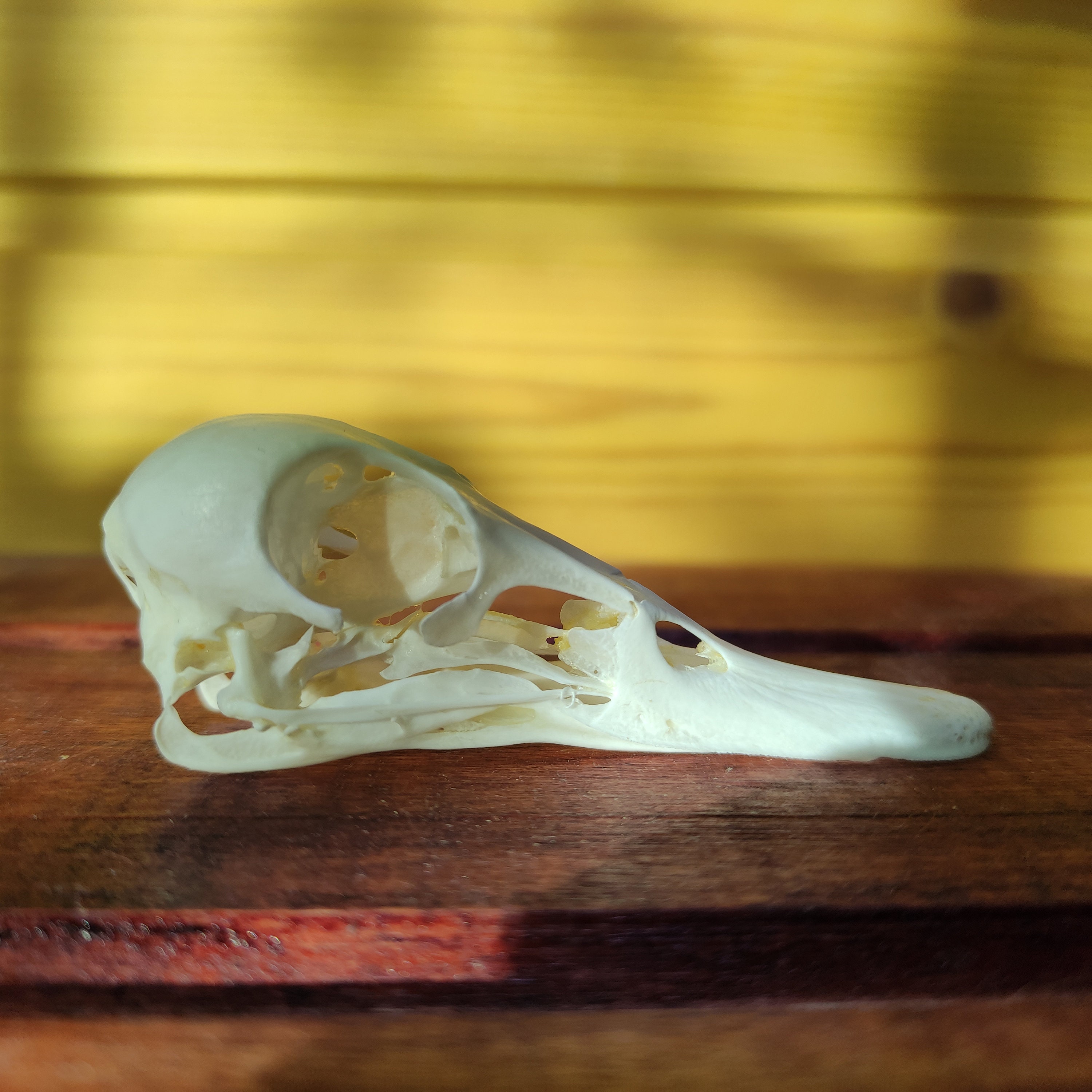 Real Wild Duck Skull Anas crecca | Etsy