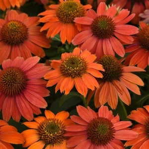 May include: Close-up of a cluster of orange coneflowers with brown centers. The flowers have a soft, velvety texture and are in full bloom.