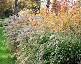 Miscanthus Little Kitten Ornamental Grass in a  #3 container