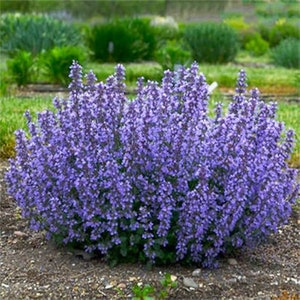 May include: A large bush of purple catmint flowers in bloom. The flowers are densely packed together, creating a vibrant purple mass.