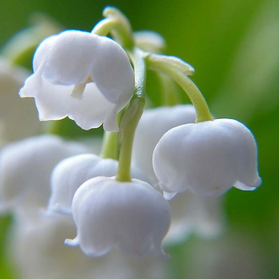 12 Lily of the Valley Root Systems, Fragrant Bell Shaped Flowers - Etsy  Norway