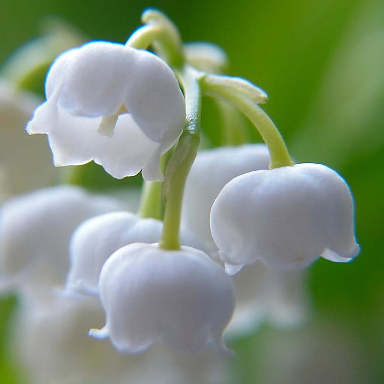 12 Lily of the Valley Root Systems, Fragrant Bell Shaped Flowers