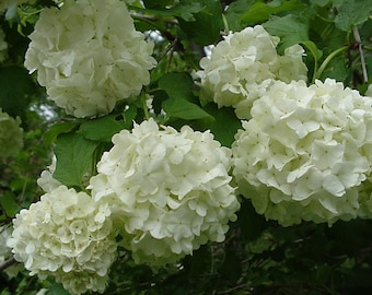 Old Fashion Snowball Viburnum in an ABP container