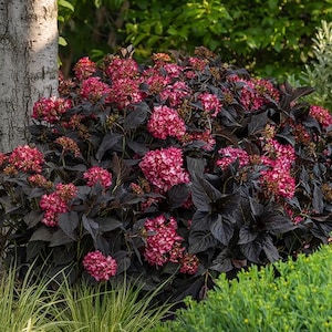 May include: A vibrant garden scene featuring a lush hydrangea bush with deep burgundy leaves and clusters of pink flowers. The plant is surrounded by green foliage and a tree trunk, creating a natural, colorful display.