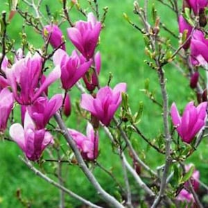 May include: A close-up of a magnolia tree in bloom. The flowers are a vibrant pink and purple color, with delicate petals. The tree is in full bloom, with many flowers open.