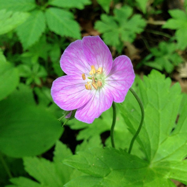 10 Geraniums Bulbs Wild Geraniums Bare Root System