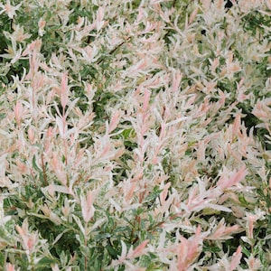 May include: A close-up of a bush with green leaves and pink and white variegation.