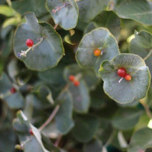 May include: Close-up of a plant with rounded, green leaves and small, red and orange berries. The leaves have a slightly textured appearance, and the berries are clustered on delicate stems. The image is well-lit, highlighting the natural colors and details.