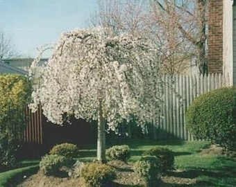 3 Pack of Weeping Cherry Trees 6-12' 3" pots