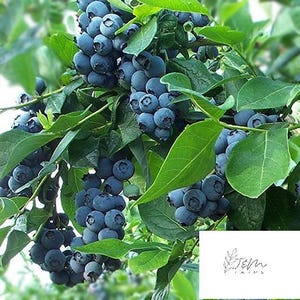 May include: Close-up of a blueberry bush with ripe, dark blue blueberries growing on the branches. The leaves are green and lush.